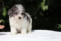 Toy Micro Birdie Blue merle , a female Miniature Goldendoodle for sale in Memphis, TN – 3 of 8
