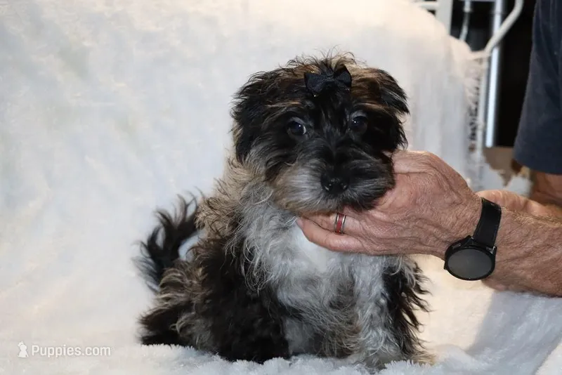 Valor All Shots, a male Yorkipoo for sale in Memphis, TN – Photo 1 of 8