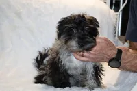 Valor All Shots, a male Yorkipoo for sale in Memphis, TN – Photo 1 of 8