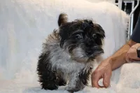 Valor All Shots, a male Yorkipoo for sale in Memphis, TN – Photo 7 of 8