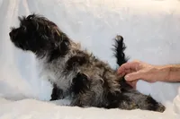 Valor All Shots, a male Yorkipoo for sale in Memphis, TN – Photo 8 of 8