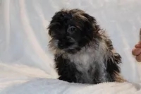 Valor All Shots, a male Yorkipoo for sale in Memphis, TN – Photo 5 of 8