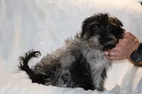 Valor All Shots, a male Yorkipoo for sale in Memphis, TN – Photo 4 of 8