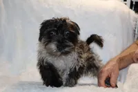 Valor All Shots, a male Yorkipoo for sale in Memphis, TN – Photo 2 of 8