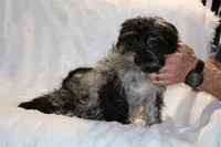 Valor All Shots, a male Yorkipoo for sale in Memphis, TN – Photo 3 of 8