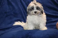 Ready Alistair Merle, a male Shihpoo and Poodle - Toy  for sale in Memphis, TN – 6 of 10