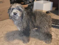 David Mini sized, a male Miniature Bernedoodle for sale in Memphis, TN – 2 of 9