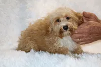 Ready Julian, a male Cockapoo and Poodle - Miniature  for sale in Memphis, TN – 8 of 10