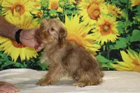 1 blue eye 1 green Chocolate merle , a male Yorkipoo for sale in Memphis, TN – 3 of 10