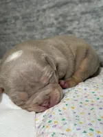 Lilac Tri Female, a female American Bully for sale in Atlanta, GA – 2 of 2