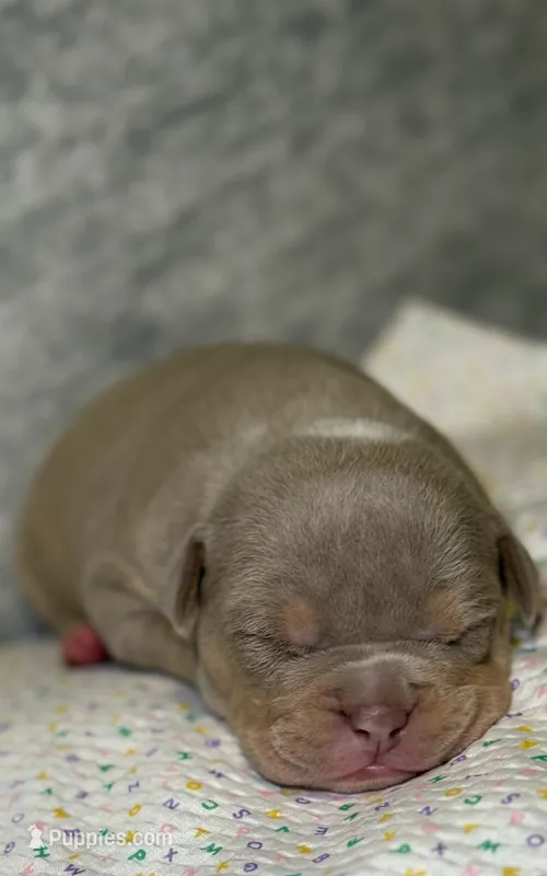 Lilac Tri Female – American Bully puppy for sale in Atlanta, GA