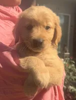 Kalena, a female Golden Retriever for sale in Houston, TX – Photo 2 of 6