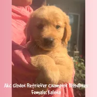 Kalena, a female Golden Retriever for sale in Houston, TX – Photo 1 of 6