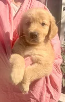 Kalena, a female Golden Retriever for sale in Houston, TX – Photo 3 of 6