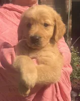 Kalena, a female Golden Retriever for sale in Houston, TX – Photo 4 of 6