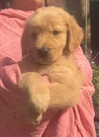 Kalena, a female Golden Retriever for sale in Houston, TX – Photo 6 of 6