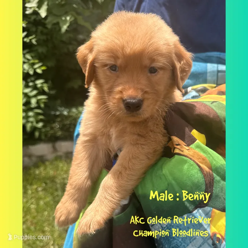 Benny – Golden Retriever puppy for sale in Houston, TX