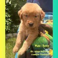 Benny, a male Golden Retriever for sale in Houston, TX – 1 of 5