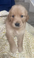 Cherry, a female Golden Retriever for sale in Houston, TX – 4 of 5