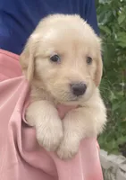 Baby, a female Golden Retriever for sale in Houston, TX – 3 of 5