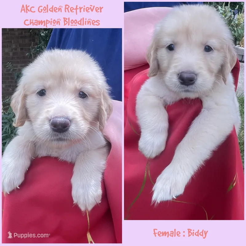 Biddy  – Golden Retriever puppy for sale in Houston, TX
