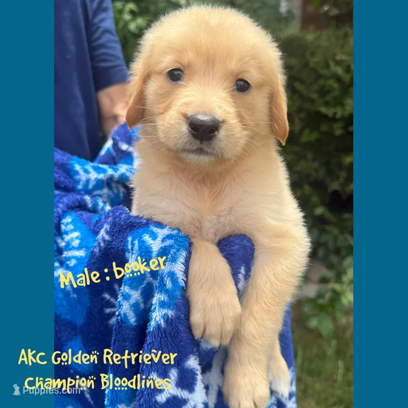 Booker – Golden Retriever puppy for sale in Houston, TX