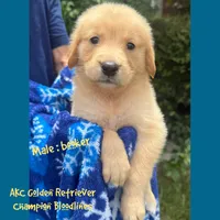 Booker, a male Golden Retriever for sale in Houston, TX – 1 of 4