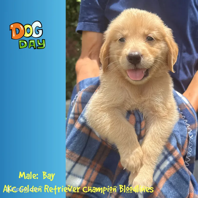 Bay – Golden Retriever puppy for sale in Houston, TX