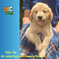 Bay, a male Golden Retriever for sale in Houston, TX – 1 of 4