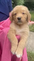 Connie, a female Golden Retriever for sale in Houston, TX – 2 of 6