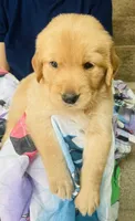 Cabby, a male Golden Retriever for sale in Houston, TX – 3 of 4