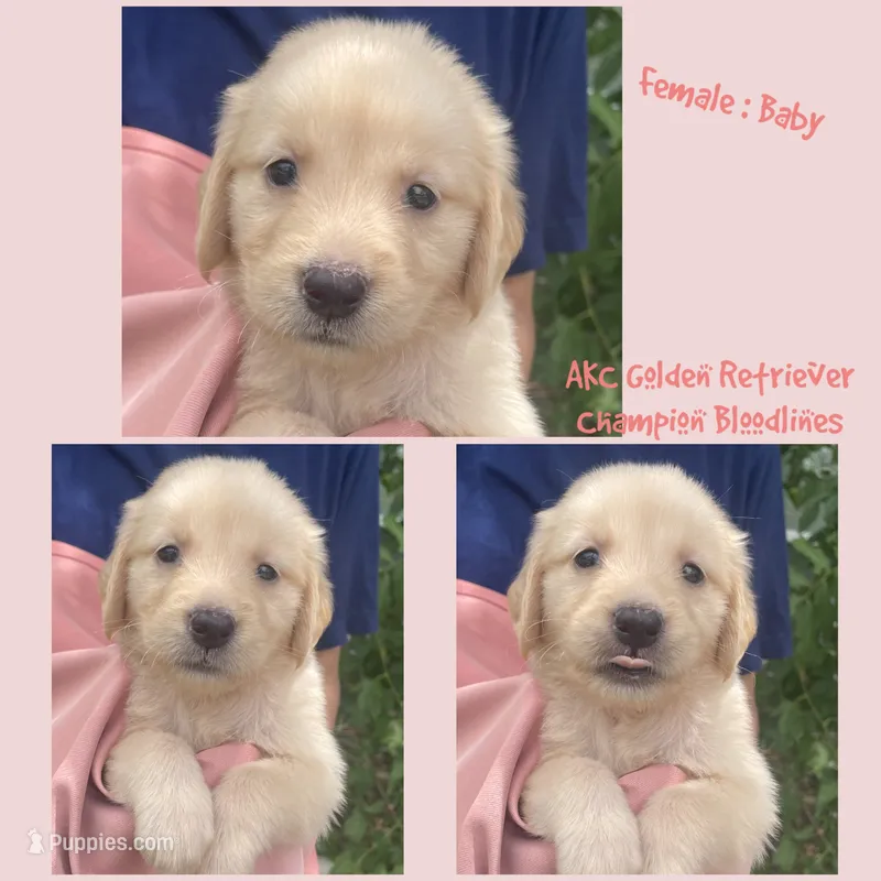 Baby – Golden Retriever puppy for sale in Houston, TX