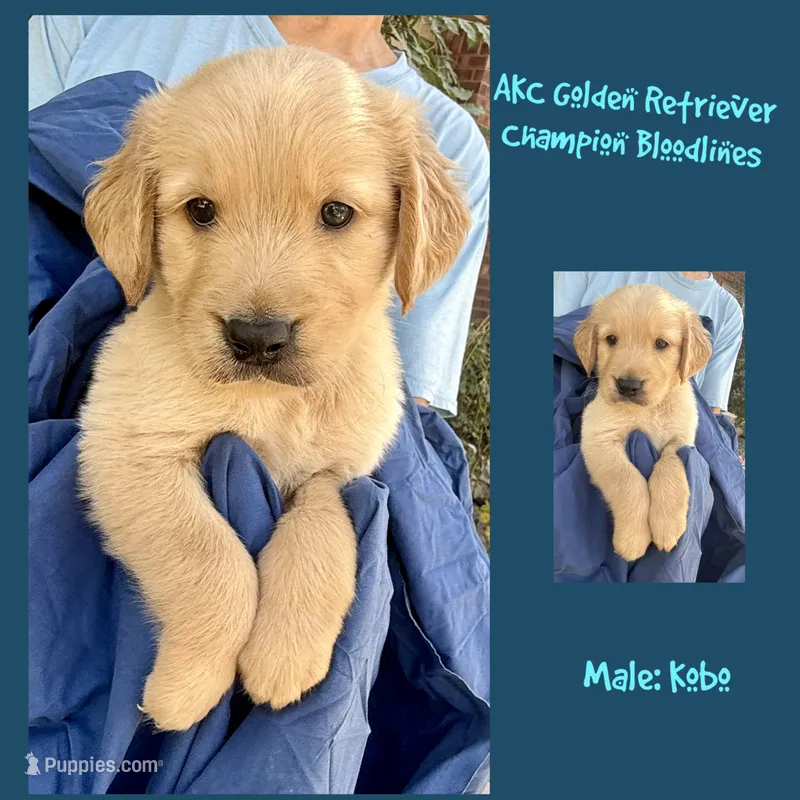 Kobo – Golden Retriever puppy for sale in Houston, TX