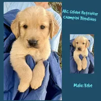 Kobo, a male Golden Retriever for sale in Houston, TX – 1 of 1