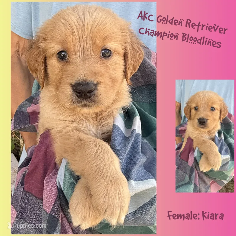 Kiara – Golden Retriever puppy for sale in Houston, TX