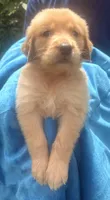 Buck, a male Golden Retriever for sale in Houston, TX – 4 of 4