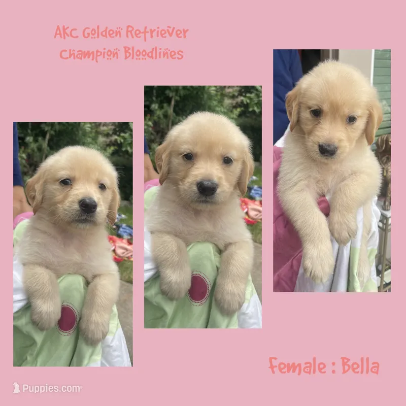 Bella – Golden Retriever puppy for sale in Houston, TX