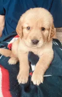 Cabo, a male Golden Retriever for sale in Houston, TX – 3 of 4