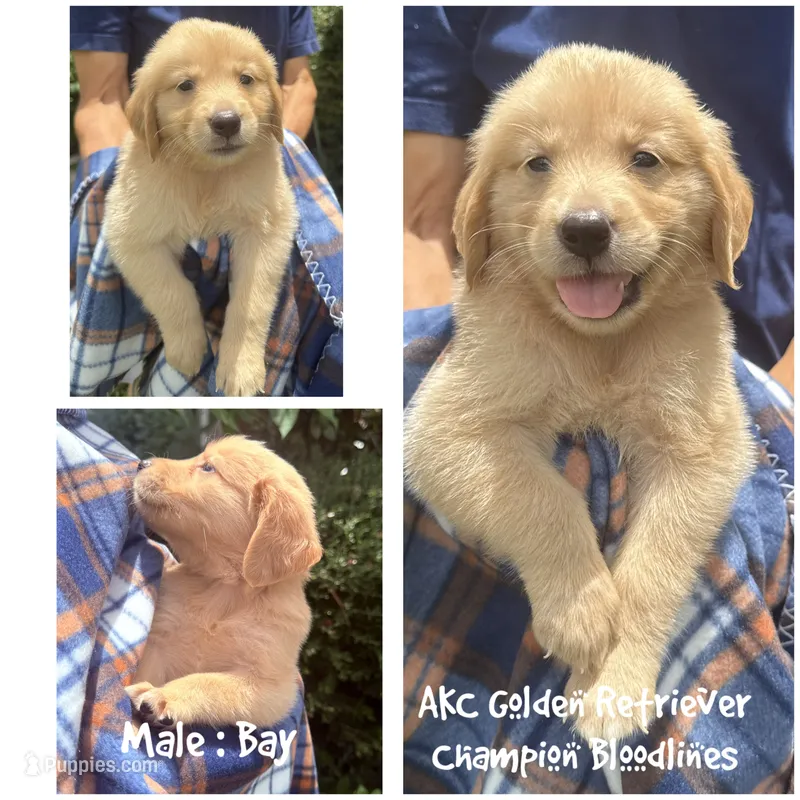Bay – Golden Retriever puppy for sale in Houston, TX