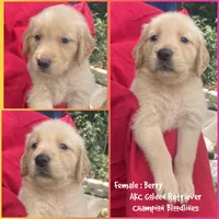 Berry, a female Golden Retriever for sale in Houston, TX – 1 of 6