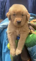 Benny, a male Golden Retriever for sale in Houston, TX – 5 of 5