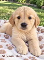 Kate, a female Golden Retriever for sale in Houston, TX – 1 of 1