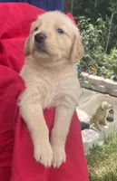 Berry, a female Golden Retriever for sale in Houston, TX – 5 of 6