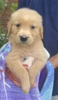 Brain, a male Golden Retriever for sale in Houston, TX – 2 of 5