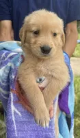 Brain, a male Golden Retriever for sale in Houston, TX – 3 of 5