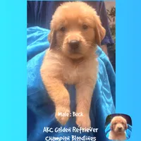 Buck, a male Golden Retriever for sale in Houston, TX – 1 of 4