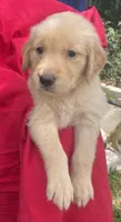 Berry, a female Golden Retriever for sale in Houston, TX – 2 of 4