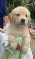 Bella, a female Golden Retriever for sale in Houston, TX – 4 of 4