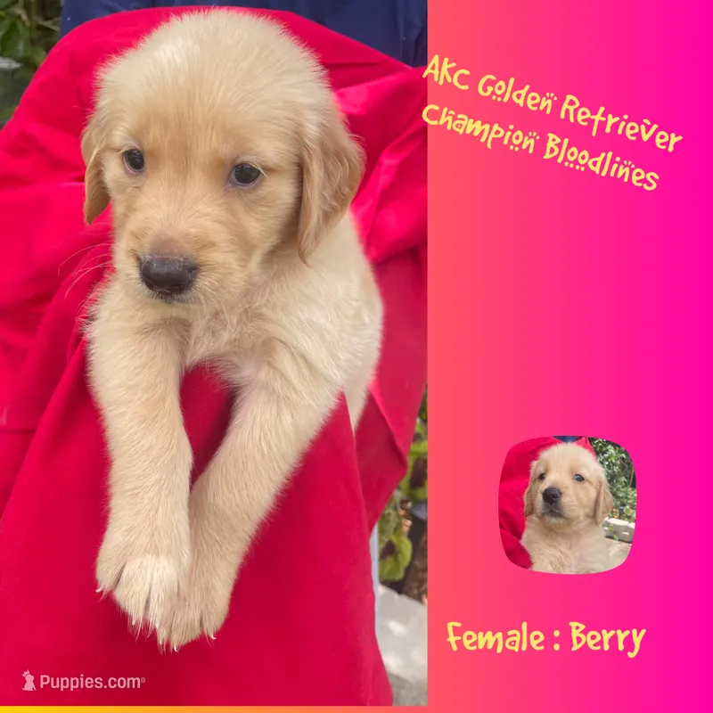 Berry – Golden Retriever puppy for sale in Houston, TX