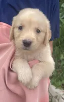Baby, a female Golden Retriever for sale in Houston, TX – 2 of 5